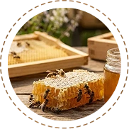 Natural Bee Enzymes